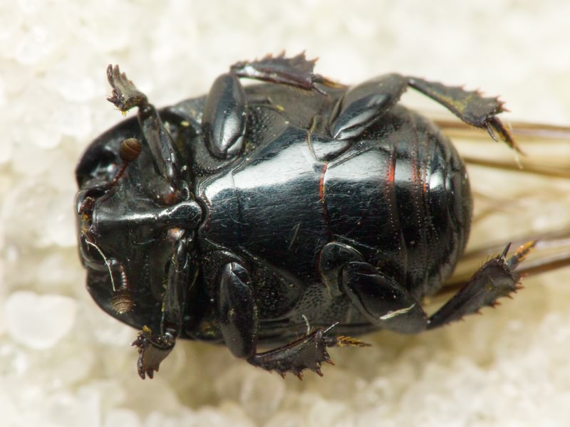 Margarinotus obscurus (Kugelann, 1792)